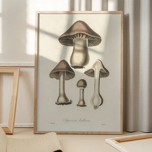 Tablou înramat „Agaricus Bulbosus Illustration. Medical Botany 1836” de John Stephenson and James Morss Churchill