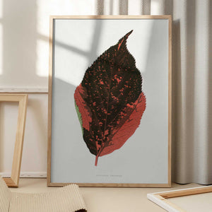 Tablou înramat „Acalypha Tricolor Leaf Illustration” de Les Plantes a Feuillage Colore