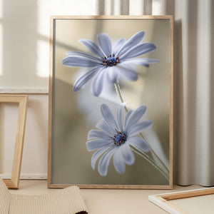 Tablou înramat „Cape daisies” de Mandy Disher