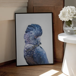 Tablou înramat „Black Cockatoo” de Kathrin Pienaar