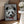 Tablou înramat „cat on panda bear” de Adam Lawless