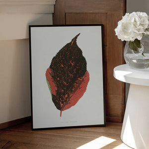 Tablou înramat „Acalypha Tricolor Leaf Illustration” de Les Plantes a Feuillage Colore
