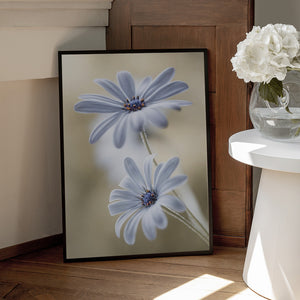 Tablou înramat „Cape daisies” de Mandy Disher