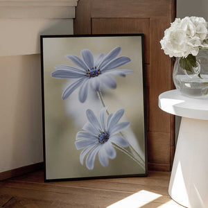 Tablou înramat „Cape daisies” de Mandy Disher