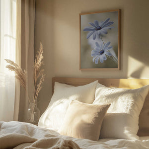 Tablou înramat „Cape daisies” de Mandy Disher