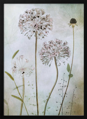 Tablou înramat „Allium” de Mandy Disher
