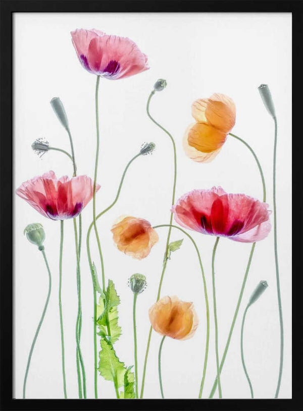 Tablou înramat „Poppies” de Mandy Disher