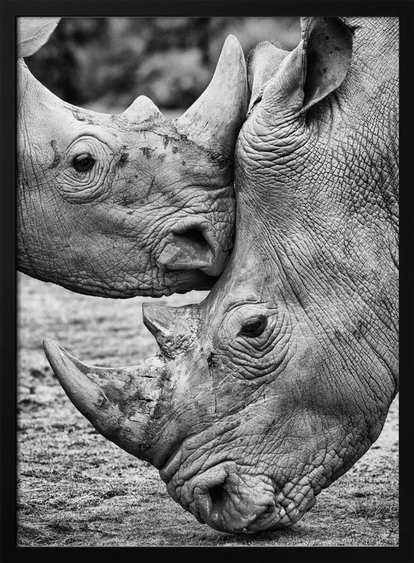 Tablou înramat „Face to face” de Jesus Concepcion Alvarado