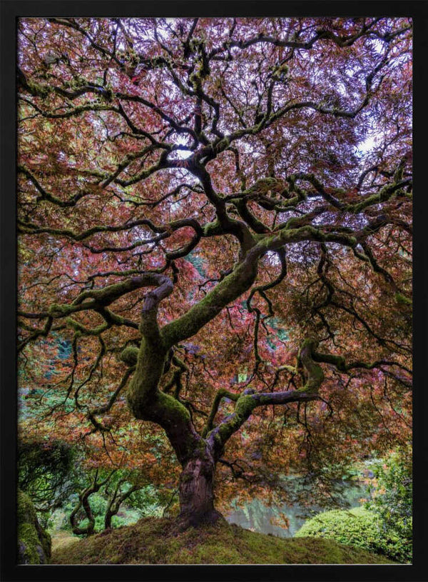 Tablou înramat „Japanese Maple Tree” de Mike Centioli