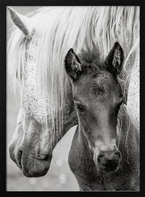 Tablou înramat „The Foal” de Jacky Parker