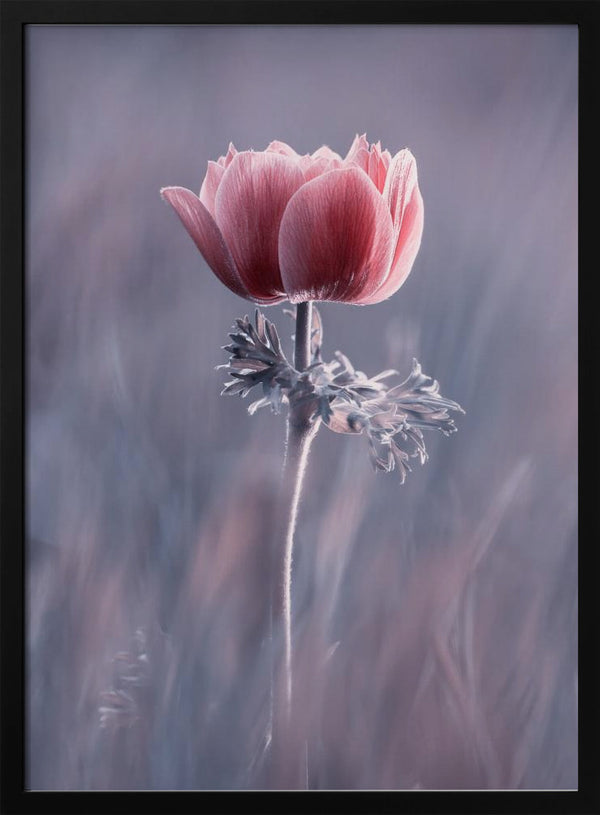 Tablou înramat „Pink ! So What ?” de Fabien BRAVIN