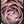 Tablou înramat „Pink Rose No 04” de Pictufy Studio III