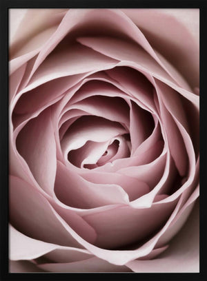Tablou înramat „Pink Rose No 04” de Pictufy Studio III