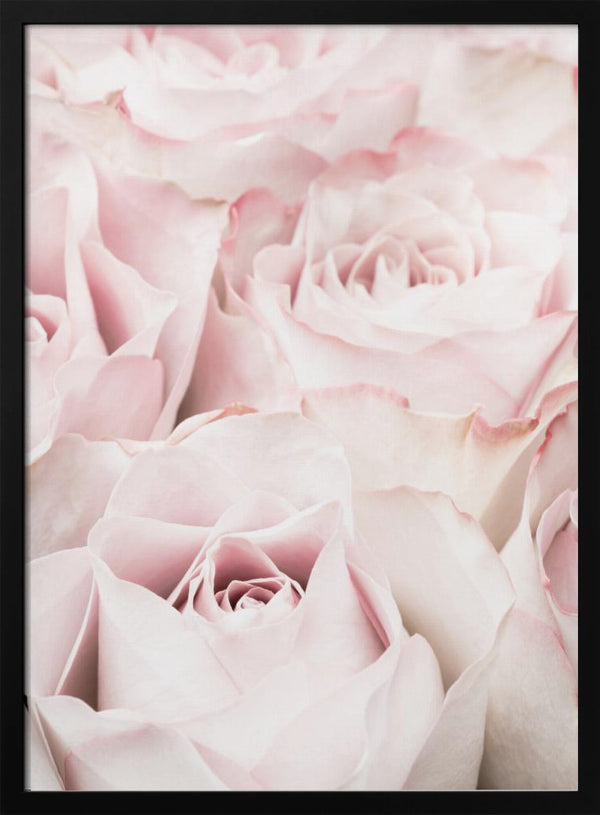 Tablou înramat „Pink Roses 05” de Pictufy Studio III