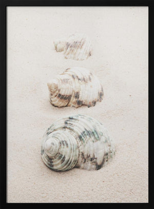 Tablou înramat „Shells” de Pictufy Studio III