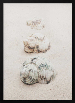 Tablou înramat „Shells” de Pictufy Studio III