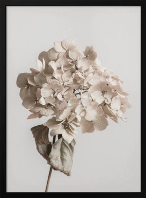 Tablou înramat „Beige dried flower” de Pictufy Studio III