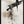 Tablou înramat „wild_words_002” de Pictufy Studio II