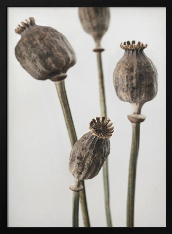 Tablou înramat „Dried_006” de Pictufy Studio III