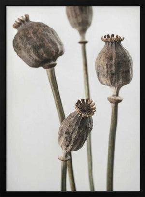 Tablou înramat „Dried_006” de Pictufy Studio III