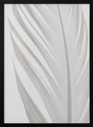 Tablou înramat „Feather_006” de Pictufy Studio III
