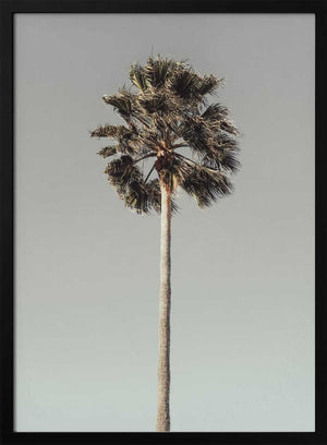 Tablou înramat „Palm_001” de Pictufy Studio III