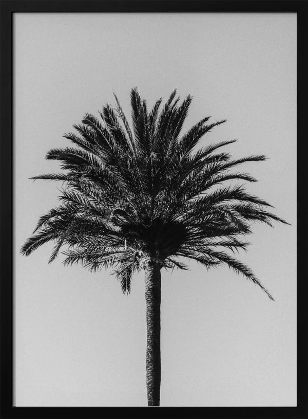 Tablou înramat „Palm_003” de Pictufy Studio III