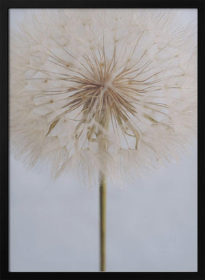 Tablou înramat „Delicate Dandelion” de uplusmestudio