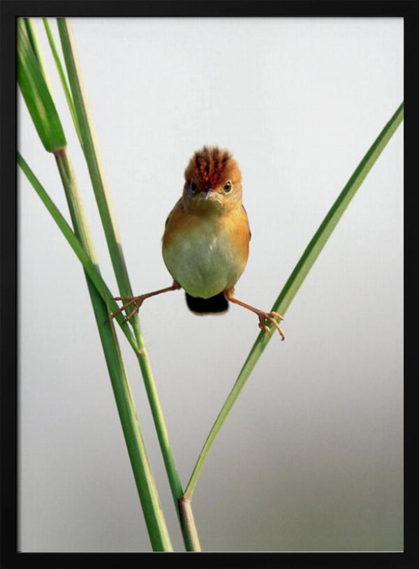 Tablou înramat „Kung Fu Master” de Lina Gunawan