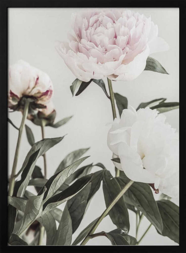 Tablou înramat „Peony 04” de Pictufy Studio III