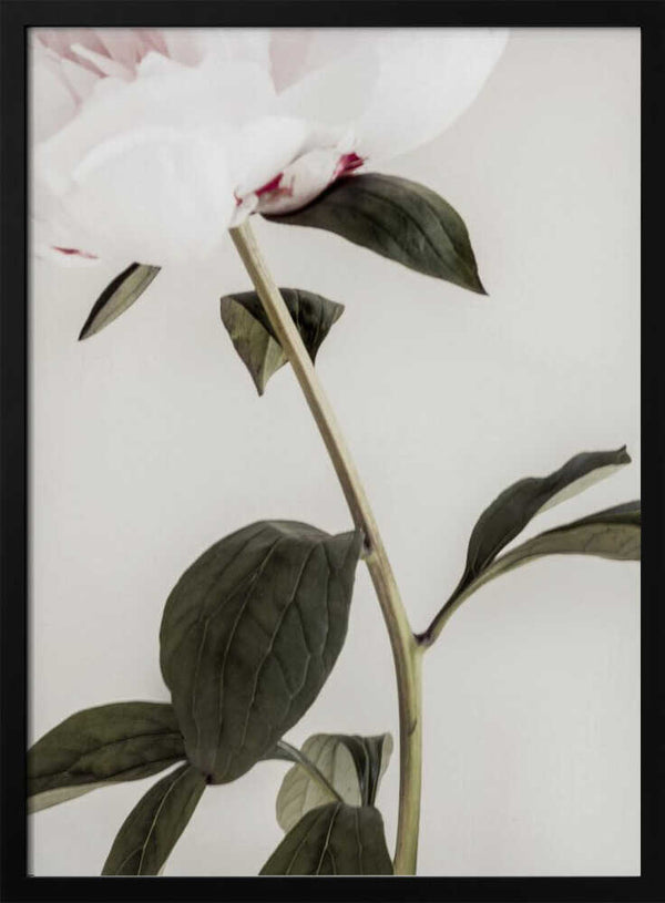 Tablou înramat „Peony 09” de Pictufy Studio III