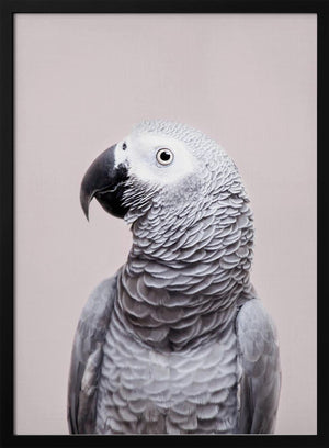 Tablou înramat „African Grey” de Kathrin Pienaar