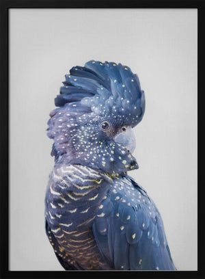 Tablou înramat „Black Cockatoo” de Kathrin Pienaar