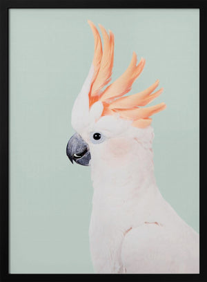 Tablou înramat „Cockatoo” de Kathrin Pienaar
