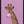Tablou înramat „Giraffe pink bubblegum” de Sarah Manovski
