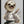 Tablou înramat „karate sloth” de Adam Lawless