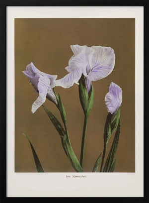 Tablou înramat „Iris Kæmpferi no2” de Ogawa Kazumasa
