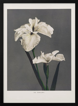 Tablou înramat „Iris Kæmpferi” de Ogawa Kazumasa