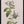 Tablou înramat „Botanical cycling” de Frida Floral Studio