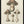 Tablou înramat „Agaricus Bulbosus Illustration. Medical Botany 1836” de John Stephenson and James Morss Churchill