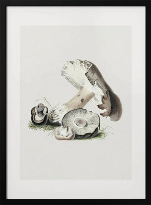 Tablou înramat „Vintage Agaricus Augustus Mushroom 50x70” de Biodiversity Heritage Library