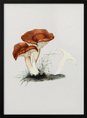 Tablou înramat „Hand Drawn Rufous Milkcap Mushroom” de Biodiversity Heritage Library