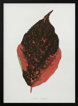 Tablou înramat „Acalypha Tricolor Leaf Illustration” de Les Plantes a Feuillage Colore