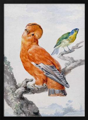Tablou înramat „Two Exotic Birds” de Aert Schouman