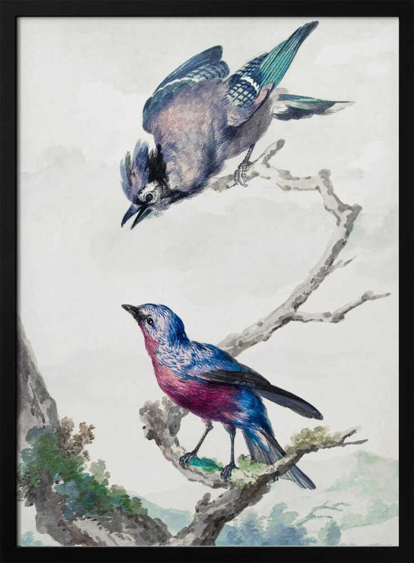 Tablou înramat „Two Birds  a Blue Jay and a Purple Breasted Cotinga” de Aert Schouman