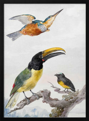 Tablou înramat „Three Birds  a Kingfisher, a Prince Von Wied's Toucan and an Sparrow” de Aert Schouman