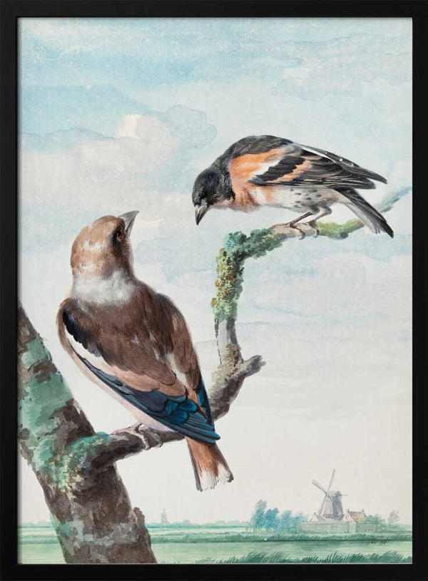 Tablou înramat „Two Birds  Hawfinch” de Aert Schouman