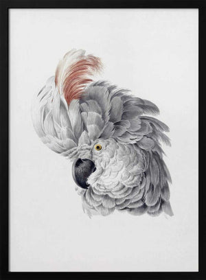 Tablou înramat „Cockatoo Head” de Aert Schouman