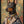 Tablou înramat „The Distinguished Doberman” de SHANDU