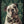 Tablou înramat „The Gentleman Bulldog” de SHANDU